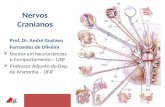 Nervos Cranianos Prof. Dr. André Gustavo Fernandes de Oliveira  Doutor em Neurociências e Comportamento – USP  Professor Adjunto do Dep. de Anatomia.