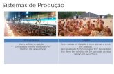 Sistemas de Produção Fora da GaiolaCaipira -Aves soltas no galpão -Densidade média de 6 aves/m² -Ninhos (28 aves/boca) Aves soltas no Galpão e com acesso.