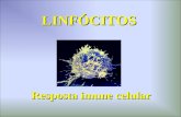 LINFÓCITOS Resposta imune celular. RECEPTOR DE LINFÓCITOS B RECEPTOR DE LINFÓCITOS T.