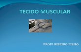 PROFº RIBEIRO FILHO. TECIDO MUSCULAR ESTRIADO ESQUELÉTICO – CARACTERÍSITICAS Constitui a maior parte da musculatura dos vertebrados. Musculatura que está.