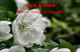 (Madre Teresa de Calcutá) Imagens Alessandro Queiroz Zuliani  2005 -  VIVA A VIDA.
