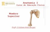 Anatomia I Curso de Educação Física Prof a : Cristiane Krás Borges Membro Superior.
