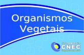 Organismos Vegetais. Disponível em: h. Acesso em: 14 maio 2012.