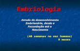 Embriologia Estudo do desenvolvimento Embrionário, desde a Fecundação até o Nascimento (40 semanas no ser humano) (40 semanas no ser humano) 9 meses 9.