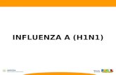 INFLUENZA A (H1N1). É uma doença respiratória aguda, causada pelo vírus A (H1N1).  Assim como a gripe comum, a influenza causada pelo vírus A (H1N1)