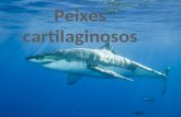 Os tubarões, raias e quimeras (peixes de águas profundas, também chamados de peixes-rato) desta classe (do grego chondros = cartilagem + ichthys = peixe)