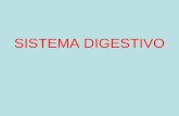 SISTEMA DIGESTIVO. O sistema digestivo é responsável pela transformação dos alimentos em migalhas pequenas, ou nutrientes, que serão utilizados pelas.
