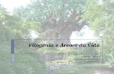 Filogenia e Árvore da Vida Biologia III – Módulo I Diversidade de Microrganismos Luciano Garcia.