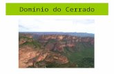Domínio do Cerrado. Vegetação limitada pelo clima, solo e ação antrópica.