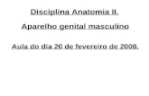 Disciplina Anatomia II. Aparelho genital masculino Aula do dia 20 de fevereiro de 2008.