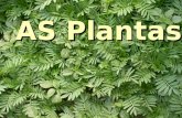 AS Plantas  Comparar e classificar  Reconhecer a utilidade  Formas de reprodução.