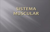 O sistema muscular é o conjunto de órgãos (músculos) que lhes permite moverem-se, tanto externa, como internamente.  O sistema muscular dos vertebrados.