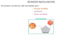 Os ácidos nucleicos são formados por: ÁCIDOS NUCLEICOS - Grupo fosfato - pentose - base azotada Nucleótido.