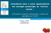 Projeto I2TEP Subprojecto HYDROPONFRES Contributos para o valor agroalimentar dos morangos produzidos em “soiless system”: Utilização de plantas micorrizadas.