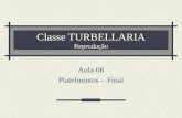 Classe TURBELLARIA Reprodução Aula 08 Platelmintos – Final.