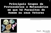 Principais Grupos de Protozoários e Metazoários em que há Parasitos do Homem ou seus Vetores Prof. Ricardo Laino 1.