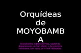 Moyobamba, cidade do Perú, capital do departamento de San Martin e da província homônima, tem cerca de 44 mil habitantes. Orquídeas de MOYOBAMBA.