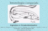 Imunologia comparada Agnatos e Gnatostomados Imunologia – Ciências Biológicas 2007 Universidade de São Paulo Balboni, B.; Carbognin, C.V.; Druzian, D.;