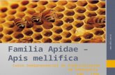 Familia Apidae – Apis mellifica Curso Semipresencial de Especialização em Homeopatia EAD - CEHL .