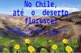 No deserto de Atacama, o mais seco do mundo, localizado no norte do Chile, acontece um fenômeno climático espetacular...