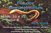 Vermes abundantes (3 milhões/m 2 de solo), reciclam nutrientes e controlam as populações de bactérias e fungos Filo dos Nematelmintos Prof. Rafa Móds.
