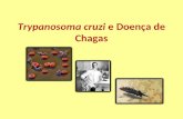 Trypanosoma cruzi e Doença de Chagas. Agente Etiológico Trypanosoma cruzi é o agente etiológico da doença de Chagas. Antropozoonose frequente nas Américas.