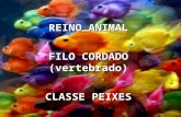 REINO ANIMAL FILO CORDADO (vertebbrado) CLASSE PEIXES REINO ANIMAL FILO CORDADO (vertebrado) CLASSE PEIXES.
