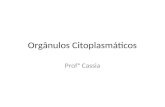 Orgânulos Citoplasmáticos Profª Cassia. Estrutura da célula animal.
