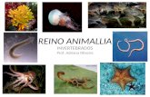 REINO ANIMALLIA INVERTEBRADOS Prof. Adriana Oliveira.