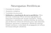 Neuropatias Periféricas Extensão do sistema Anatomia complexa Variedade de processos Definição e constituição do nervo periférico: fibra nervosa- numerosas.