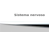 DivisãoPartes Funções Gerais Sistema Nervoso Central (SNC) Sistema Nervoso Periférico (SNP) Encéfalo e Medula Espinhal Nervos e gânglios Processamento.