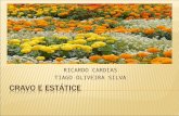 RICARDO CARDIAS TIAGO OLIVEIRA SILVA.  O cravo (Dianthus caryophyllus Lin) também conhecido como carnation é uma espécie originária da Europa e Ásia.