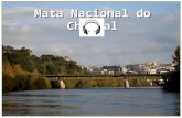Mata Nacional do Choupal Com uma área de 79 hectares, a Mata do Choupal, situada em Coimbra, ladeia o Mondego numa extensão de 2 Km.