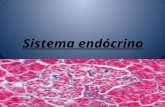 Sistema endócrino. Uma glândula endócrina segrega substâncias que são lançadas diretamente na corrente sanguínea, ao contrário das glândulas exócrinas.corrente.
