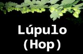 Lúpulo (Hop). História O primeiro campo de cultivo de lúpulo data de 736, em Hallertau região do país atualmente conhecido como Alemanha (que ainda hoje.