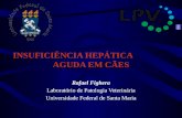 INSUFICIÊNCIA HEPÁTICA AGUDA EM CÃES Rafael Fighera Laboratório de Patologia Veterinária Universidade Federal de Santa Maria.