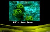 Filo Porífera. Características Morfológicas O nome Porifera significa portador de poros; Possuem um grande número de poros e canais que formam um sistema.