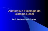 Anatomia e Fisiologia do Sistema Renal Profª Adriana Cecel Guedes.