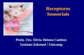Receptores Sensoriais Profa. Dra. Silvia Helena Cardoso Instituto Edumed / Unicamp.