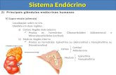 Sistema Endócrino 2) Principais glândulas endócrinas humanas V ) Supra-renais (adrenais) Localização: sobre os rins Dividida em duas regiões a)Córtex: