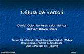 Julho - 2006UNIFESP/EPM Célula de Sertoli Daniel Colombo Pereira dos Santos Giovani Bravin Peres Turma 40 – Ciências Biológicas: Modalidade Médica Universidade.