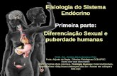 Fisiologia do Sistema Endócrino Primeira parte: Diferenciação Sexual e puberdade humanas Profa. Dra. Cristina Maria Henrique Pinto Profa. Adjunto do Depto.