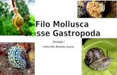 Filo Mollusca Classe Gastropoda Zoologia I Profa MSc Briseidy Soares.