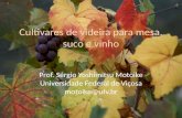 Cultivares de videira para mesa, suco e vinho Prof. Sérgio Yoshimitsu Motoike Universidade Federal de Viçosa motoike@ufv.br.