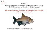 Projeto Pirarucu-Gente, Programa Peixe-Vivo e Programa de Melhoramento Genético do tambaqui Melhoramento genético do tambaqui e reprodução artificial do.