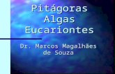 Pitágoras Algas Eucariontes Dr. Marcos Magalhães de Souza.