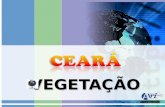 VEGETAÇÃO. O Ceará tem uma diversidade de fauna e flora, espalhados pelo Litoral, Sertão e Serras. Fazem parte da vegetação cearense: a caatinga; a vegetação.