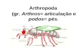 Arthropoda (gr. Arthros= articulação e podos= pés )