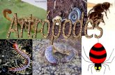 Os Artrópodes (do grego arthros: articulado e podos: pés, patas, apêndices) são animais invertebrados caracterizados por possuírem membros rígidos e articulados.
