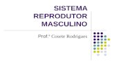 SISTEMA REPRODUTOR MASCULINO Prof. ª Cosete Rodrigues.
